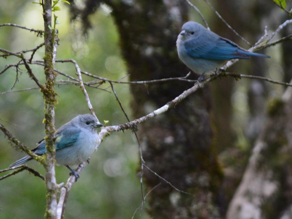 Refugio Caminho Das Pedras Monte Verde  Eksteriør billede